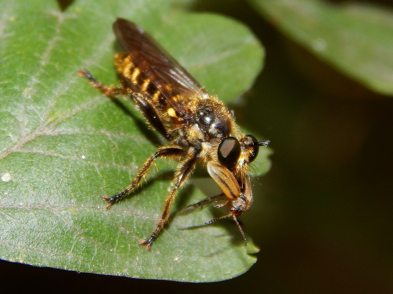 Imenottero (?) con preda. No. Asilidae genere Choerades